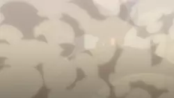 Frame #175266