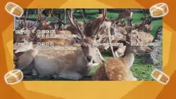 Frame #164170