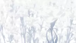 Frame #253620