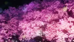 Frame #281474