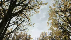 Frame #251011