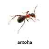 Ava
